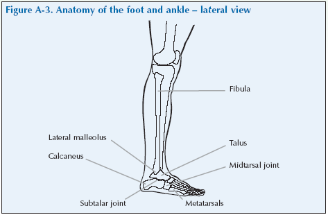 The Foot & Ankle - Global Alliance for Musculoskeletal Health