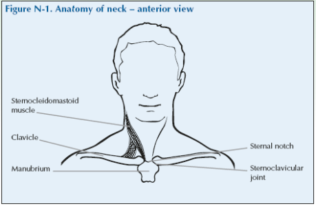 neck diagrams alternative neck diagrams alternative