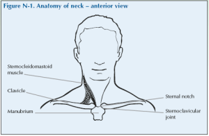 Global Alliance for Musculoskeletal Health » N-1 Anatomy of neck anterior