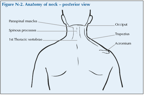 Global Alliance for Musculoskeletal Health » N-2 Anatomy of neck posterior