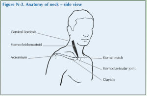 Global Alliance for Musculoskeletal Health » N-3 Anatomy of neck side